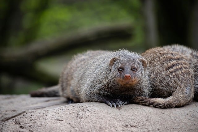 Free download mongoose zebra mongoose mammal free picture to be edited with GIMP free online image editor