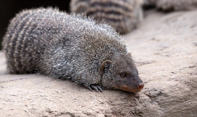 Free download mongoose zebra mongoose mammal fur free picture to be edited with GIMP free online image editor