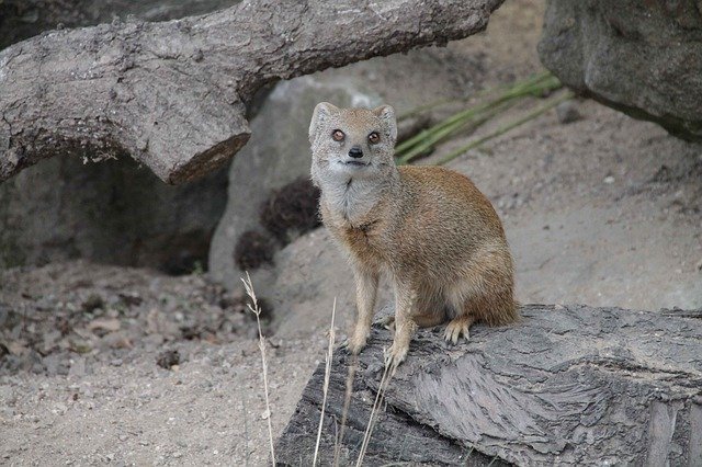 Free download Mongoose Zoo Animal Africa -  free photo or picture to be edited with GIMP online image editor