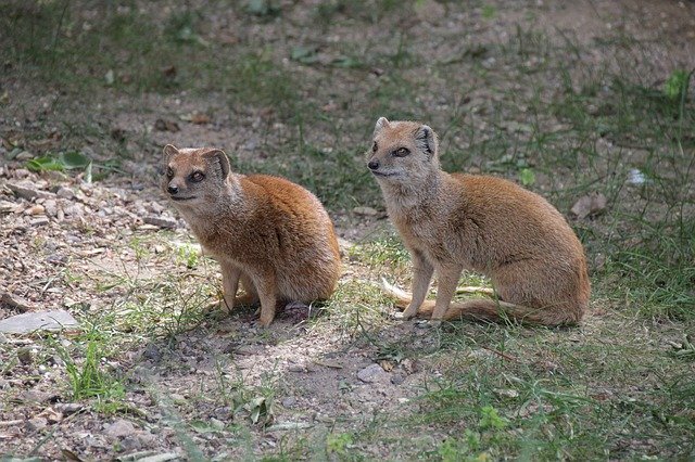 Free download Mongoose Zoo Animals Cute -  free photo or picture to be edited with GIMP online image editor