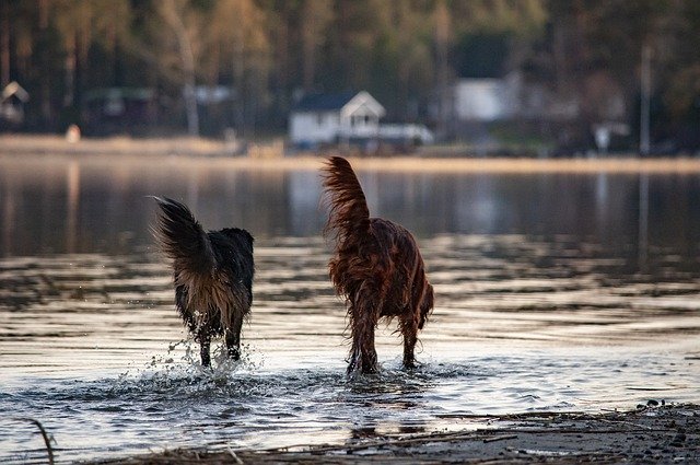 Free download Mongrel Irish Setter Dog -  free photo or picture to be edited with GIMP online image editor