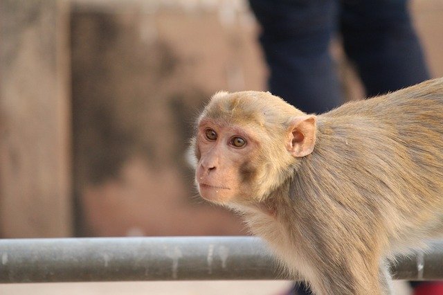 Free download Monkey Animal Animalia -  free photo or picture to be edited with GIMP online image editor