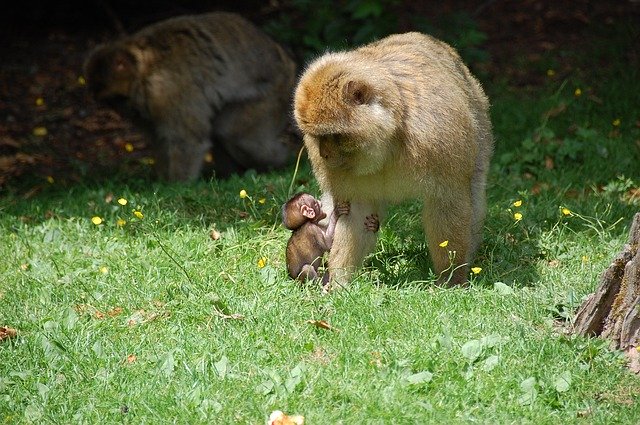 Free download Monkey Baby Berber Monkeys -  free photo or picture to be edited with GIMP online image editor