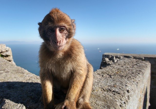 Free download Monkey Baby Gibraltar -  free photo or picture to be edited with GIMP online image editor