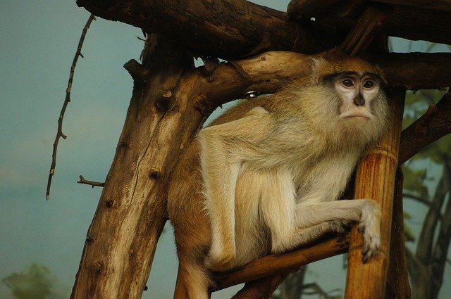 Free download Monkey Branch Animal -  free free photo or picture to be edited with GIMP online image editor