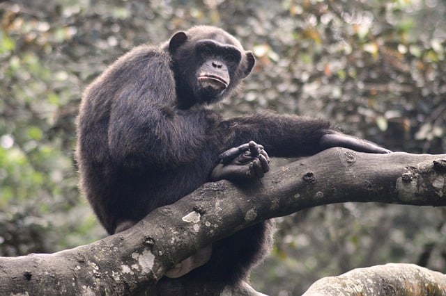 Free download monkey chimpanzee ape primate free picture to be edited with GIMP free online image editor