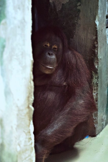 Free download monkey chimpanzee primate ape zoo free picture to be edited with GIMP free online image editor