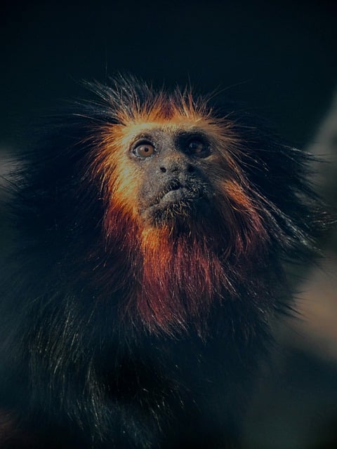 Free download monkey golden lion tamarin black free picture to be edited with GIMP free online image editor