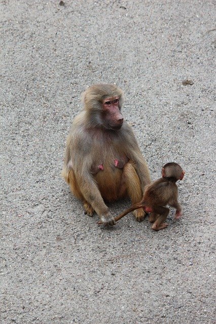 Free download Monkey Hagenbeck Hamburg -  free photo or picture to be edited with GIMP online image editor