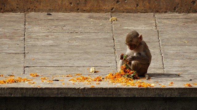 Free download Monkey India -  free photo or picture to be edited with GIMP online image editor