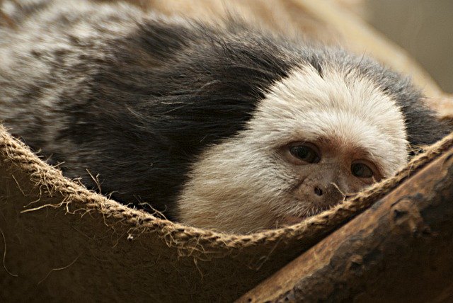 Free download Monkey Lazing Around Animals -  free photo or picture to be edited with GIMP online image editor