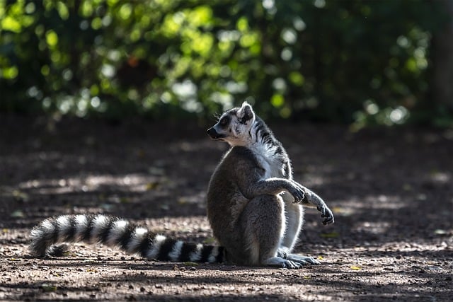 Free download monkey lemur stripes fur cute zoo free picture to be edited with GIMP free online image editor