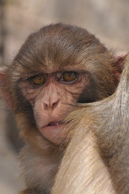 Free download monkey macaque nepal primate free picture to be edited with GIMP free online image editor