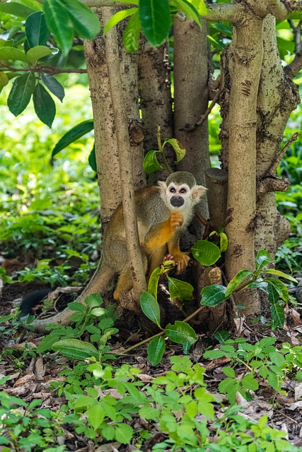 Free download monkey primate squirrel monkey free picture to be edited with GIMP free online image editor