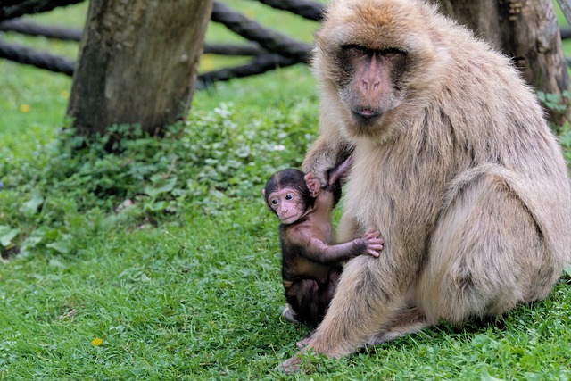 Free download monkeys animals nature zoo free picture to be edited with GIMP free online image editor