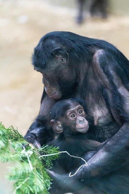 Free download monkeys chimpanzees mother ape free picture to be edited with GIMP free online image editor