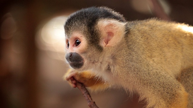 Macaco Fotos e Imagens para Baixar Grátis