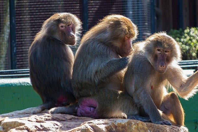 Unduh gratis Monkeys Sognering Zoo - foto atau gambar gratis untuk diedit dengan editor gambar online GIMP