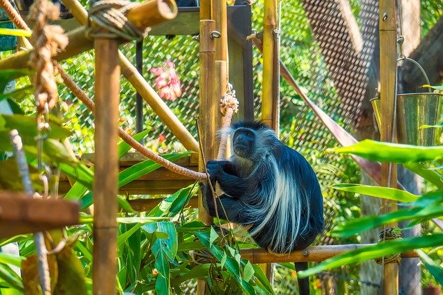 Unduh gratis Monkey Tree Colobus - foto atau gambar gratis untuk diedit dengan editor gambar online GIMP