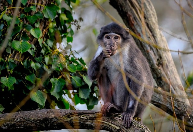 Free download monkey white naped mangabey free picture to be edited with GIMP free online image editor
