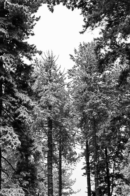 Free download Monochrome Woods Wood -  free photo or picture to be edited with GIMP online image editor