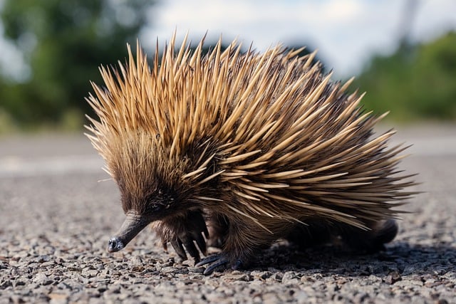 Free download monotreme echidna animal wildlife free picture to be edited with GIMP free online image editor