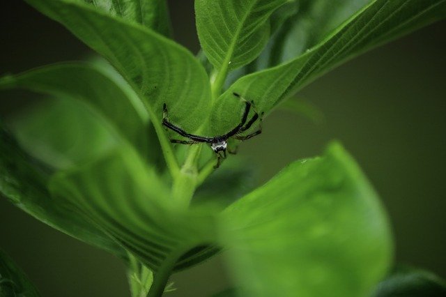 Free download Monsoon Nature India -  free photo or picture to be edited with GIMP online image editor