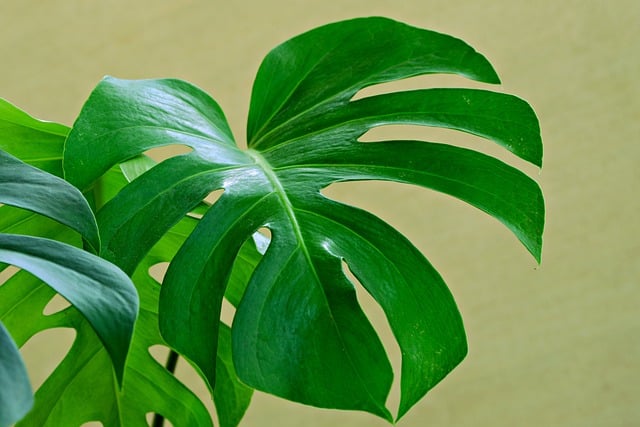 Free download monstera leaves foliage flora free picture to be edited with GIMP free online image editor