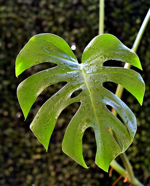 Free download monstera leaves plant nature green free picture to be edited with GIMP free online image editor