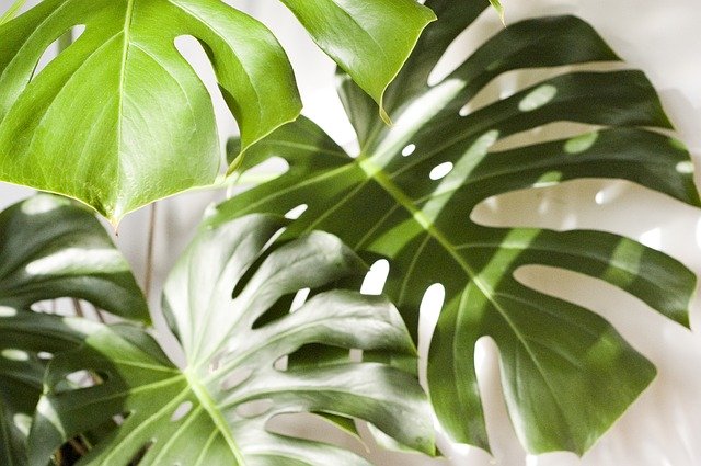 Free download Monstera Plant Foliage The -  free photo or picture to be edited with GIMP online image editor