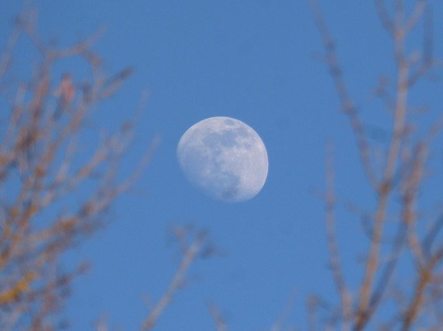 Free download Moon Branches Night -  free photo or picture to be edited with GIMP online image editor