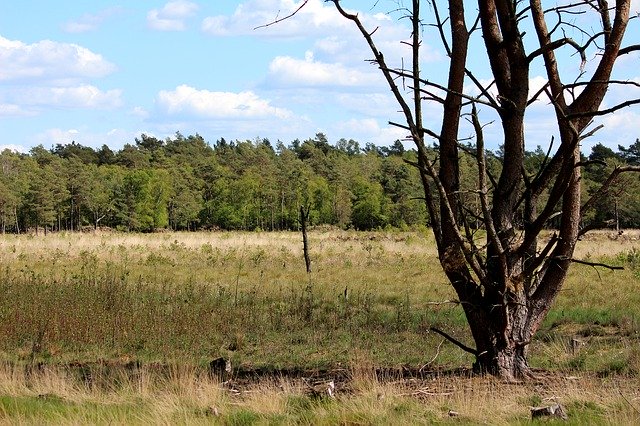 Free download Moor Barren Landscape Tree Nature -  free photo or picture to be edited with GIMP online image editor