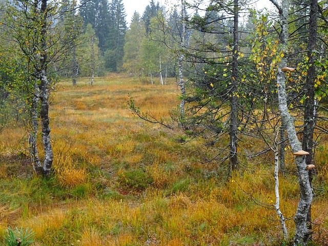 Free download Moor Birch Autumn -  free photo or picture to be edited with GIMP online image editor