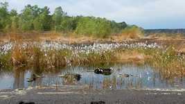 Free download Moor Cottongrass Steinhuder Sea -  free video to be edited with OpenShot online video editor