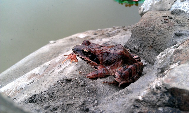 Muat turun percuma moor frog rana arvalis spring water gambar percuma untuk diedit dengan editor imej dalam talian percuma GIMP