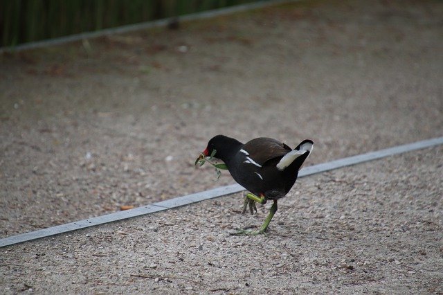 Free download Moorhen Bird Gallinacées -  free photo or picture to be edited with GIMP online image editor