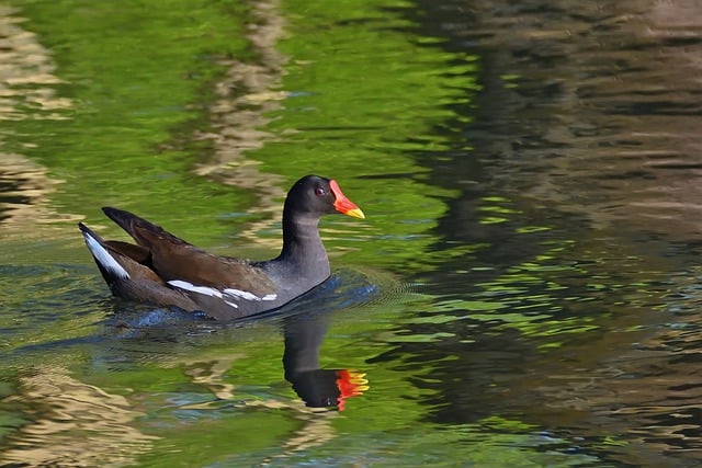 Free download moorhen water bird spring lake free picture to be edited with GIMP free online image editor