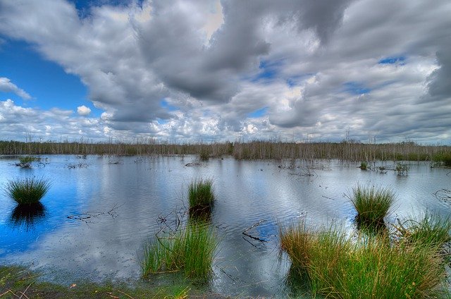 Free download Moor Nature Park Birch Dead -  free photo or picture to be edited with GIMP online image editor