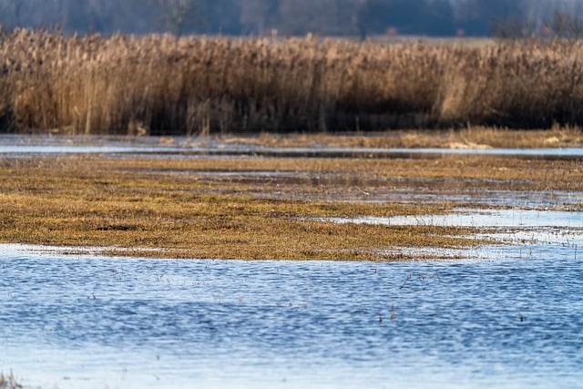 Free download moor swamp nature water reeds free picture to be edited with GIMP free online image editor