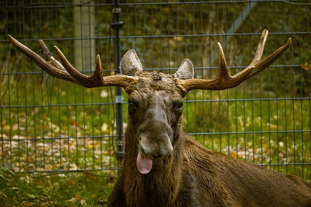 Free download moose animal antler wildlife free picture to be edited with GIMP free online image editor