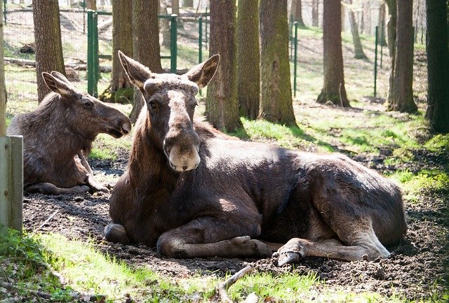 Free download Moose Animal Wild -  free photo or picture to be edited with GIMP online image editor