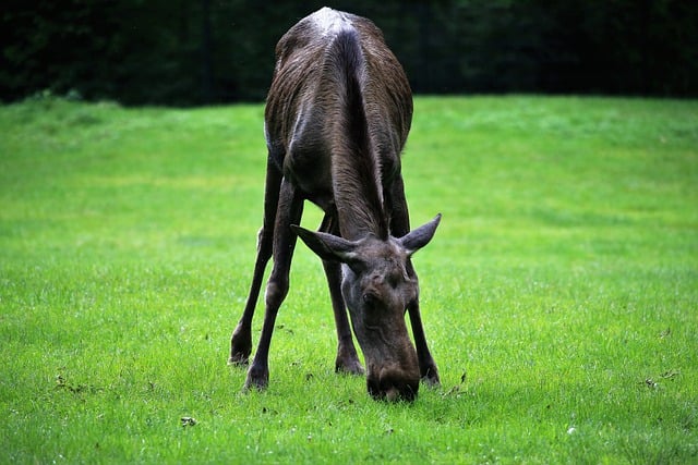 Free download moose animal wildlife nature free picture to be edited with GIMP free online image editor