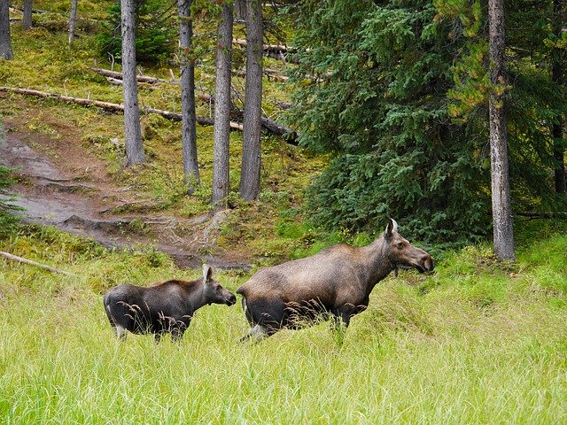 Free download Moose Lake Canada Animal -  free free photo or picture to be edited with GIMP online image editor