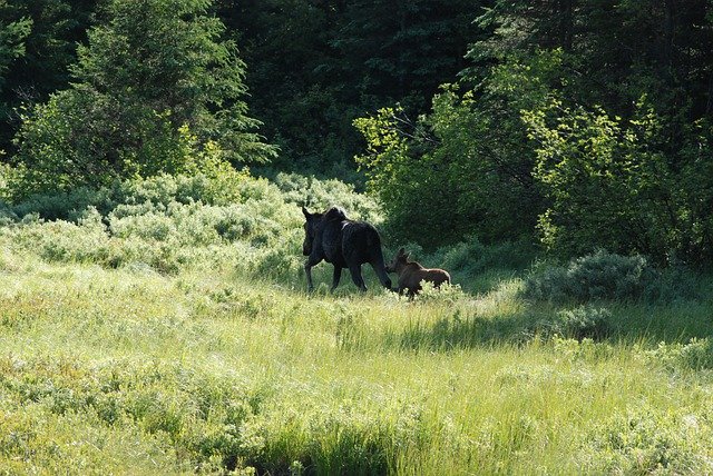 Free download moose moose and cow family free picture to be edited with GIMP free online image editor