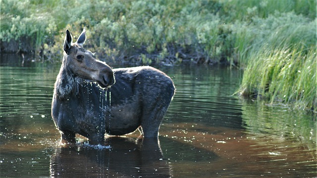 Free download moose my good side wet wild and wet free picture to be edited with GIMP free online image editor