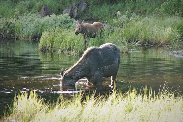 Free download moose pair moose and cow wet free picture to be edited with GIMP free online image editor