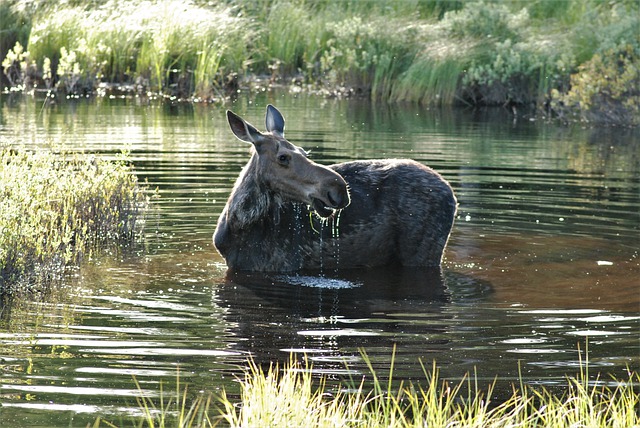 Free download moose wetlands summer my good side free picture to be edited with GIMP free online image editor