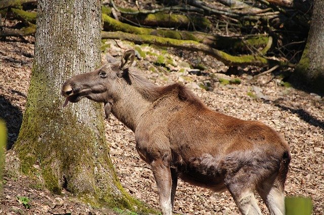 Free download Moose Wild Animal World -  free photo or picture to be edited with GIMP online image editor