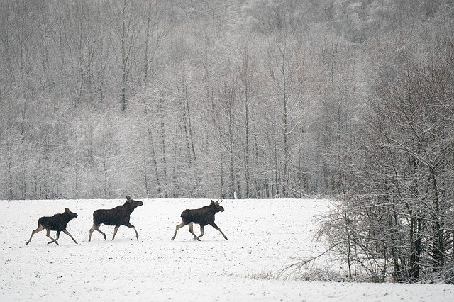 Free download Moose Winter Male -  free photo or picture to be edited with GIMP online image editor