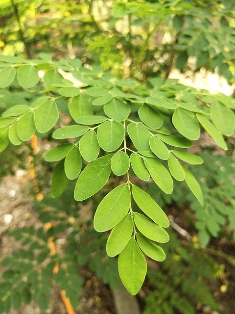 Free download Moringa Oleifera Drumstick Tree -  free photo or picture to be edited with GIMP online image editor